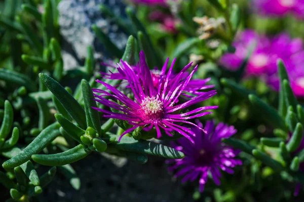 Vista Cercana Las Flores Sobre Fondo Natural Borroso —  Fotos de Stock