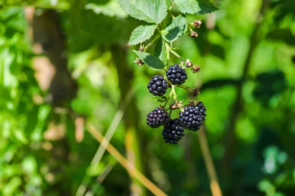 Fresh Blackberries Growing Bush Outdoors — Stock Photo, Image