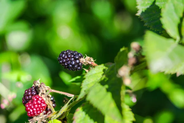 Fresh Blackberries Growing Bush Outdoors — Stock Photo, Image