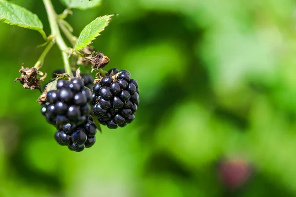 Fresh Blackberries Growing Bush Outdoors — Stock Photo, Image