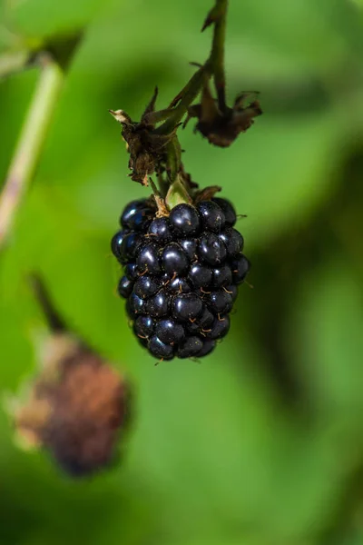 Detaljer Vårskog Natur Bakgrund — Stockfoto