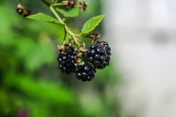 Fresh Blackberries Growing Bush Outdoors — Stock Photo, Image