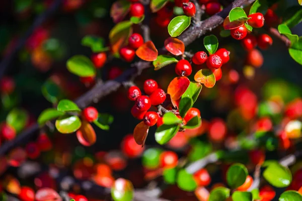 Bush Bright Red Berries — Stock Photo, Image