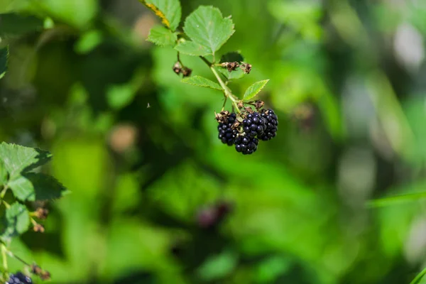 Fresh Blackberries Growing Bush Outdoors — Stock Photo, Image