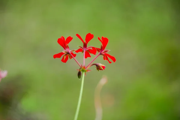 Vue Rapprochée Des Fleurs Sur Fond Naturel Flou — Photo