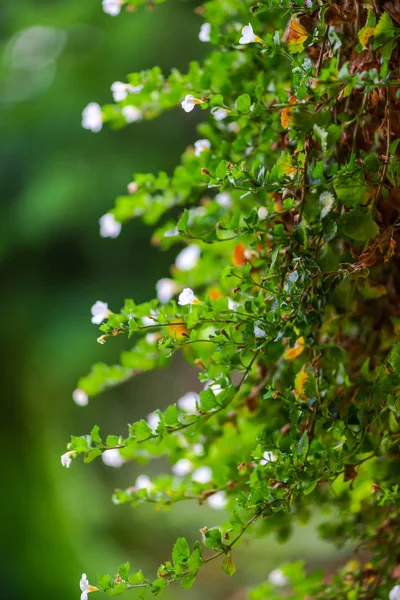 Vista Vicino Dei Fiori Sfondo Naturale Sfocato — Foto Stock