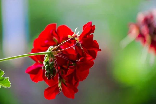 Nahaufnahme Von Blumen Auf Unscharfem Natürlichen Hintergrund — Stockfoto