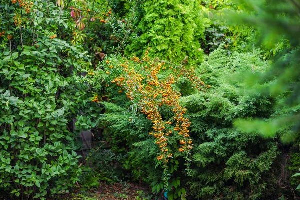 Arbustos Árboles Florecientes Parque — Foto de Stock