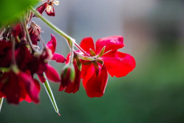 Nahaufnahme Von Blumen Auf Unscharfem Natürlichen Hintergrund — Stockfoto