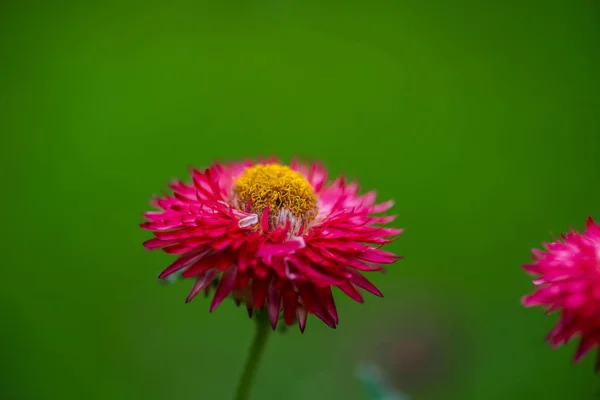 Pohled Květiny Rozostřené Přírodní Pozadí — Stock fotografie