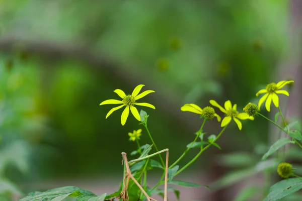 Nahaufnahme Von Blumen Auf Unscharfem Natürlichen Hintergrund — Stockfoto