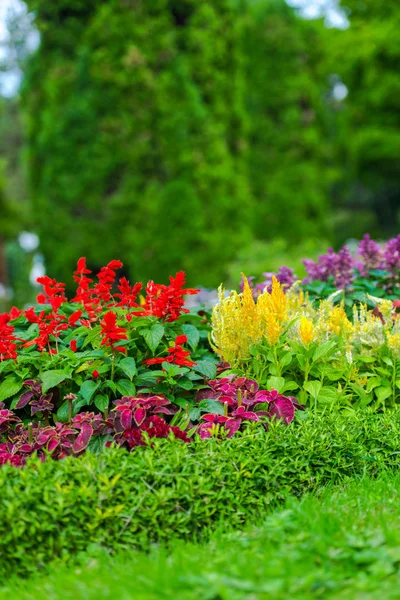 公園の花壇にカラフルな花 — ストック写真
