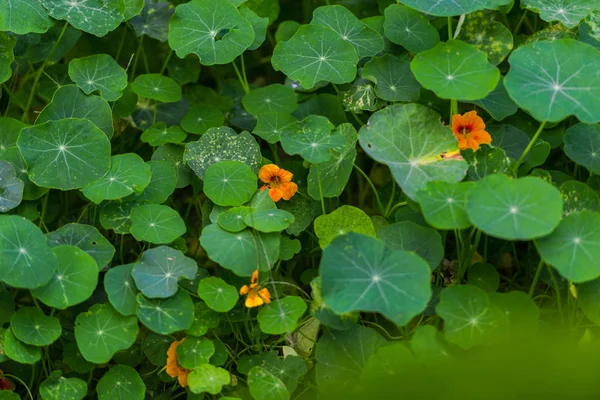 Close View Flowers Blurred Natural Background — Stock Photo, Image