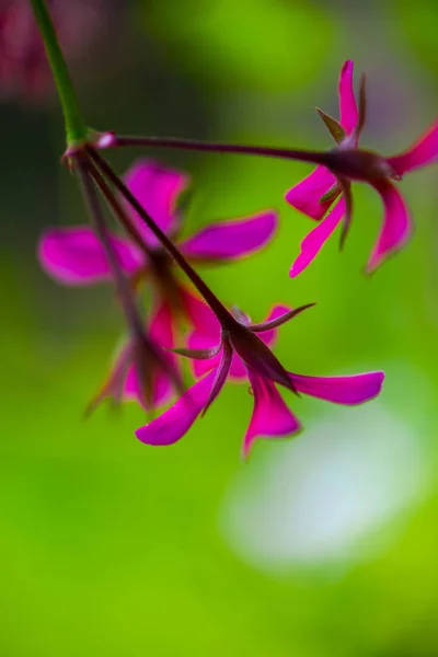 Bulanık Doğal Arka Plandaki Çiçeklerin Yakın Görünümü — Stok fotoğraf