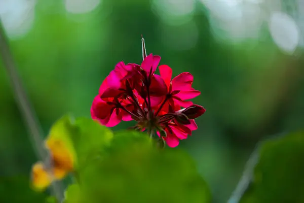 模糊自然背景上的花朵近视图 — 图库照片