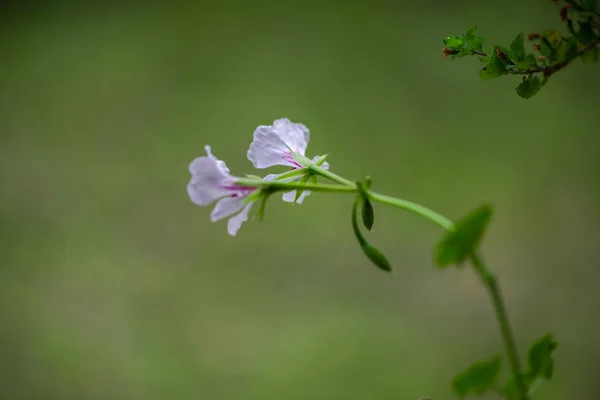 Nahaufnahme Von Blumen Auf Unscharfem Natürlichen Hintergrund — Stockfoto