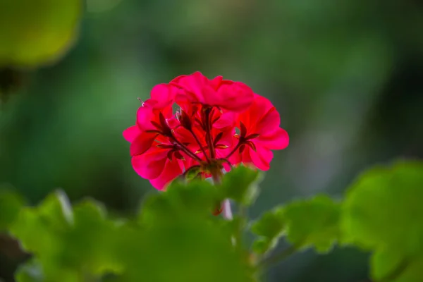 Pohled Květiny Rozostřené Přírodní Pozadí — Stock fotografie