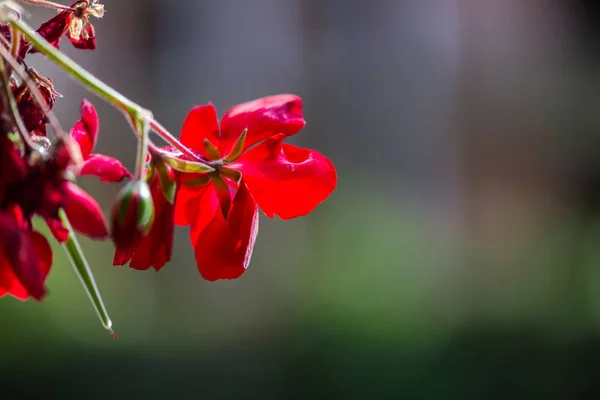 Bulanık Doğal Arka Plandaki Çiçeklerin Yakın Görünümü — Stok fotoğraf