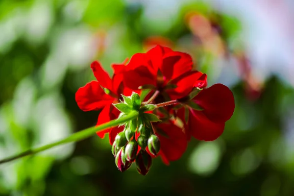 ぼやけた自然の背景に花の近いビュー — ストック写真