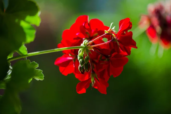 模糊自然背景上的花朵近视图 — 图库照片