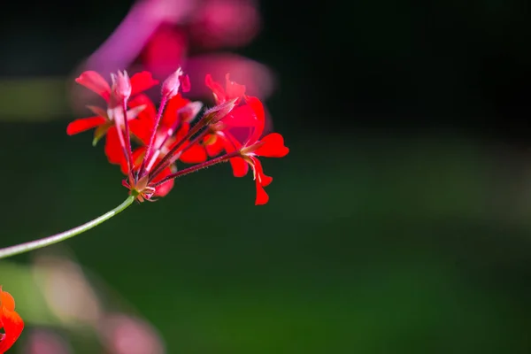 Vista Cercana Las Flores Sobre Fondo Natural Borroso — Foto de Stock