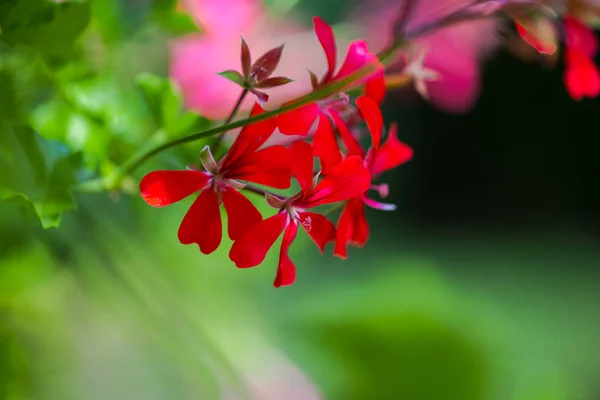 Nära Utsikt Över Blommor Suddig Natur Bakgrund — Stockfoto