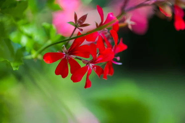 Vue Rapprochée Des Fleurs Sur Fond Naturel Flou — Photo