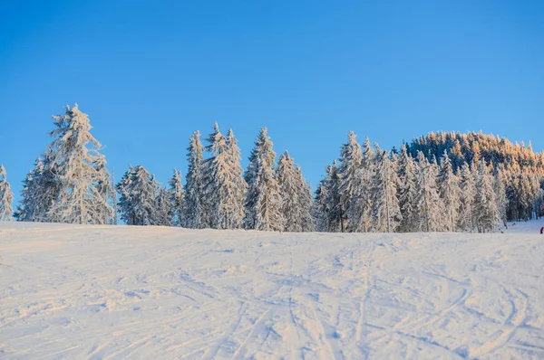 Floresta Fria Inverno Branco Com Árvores Cobertas Neve Paisagem — Fotografia de Stock