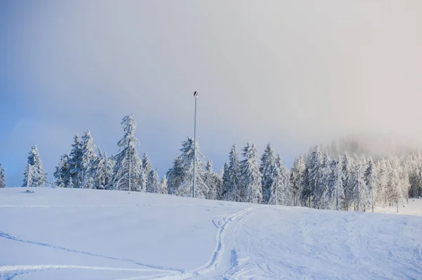 Kalter Weißer Winterwald Mit Schneebedeckten Bäumen Und Landschaft — Stockfoto
