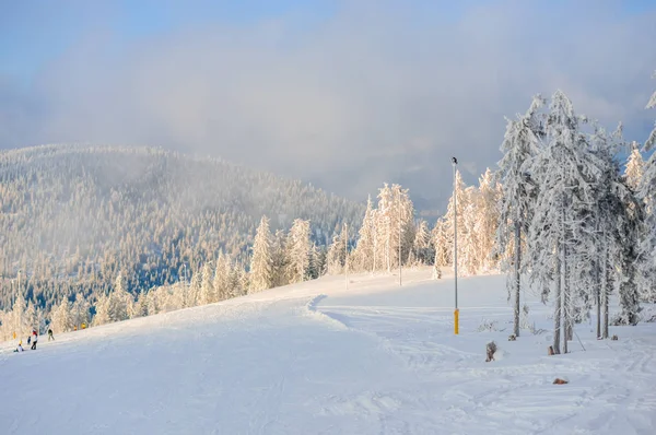 Bosque Frío Invierno Blanco Con Árboles Cubiertos Nieve Paisaje — Foto de Stock