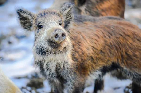 Close View Wild Boar Muzzle — Stock Photo, Image