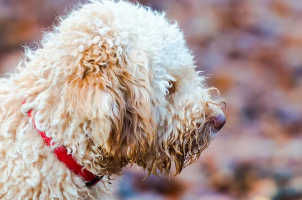 Perro Caniche Beige Jugando Aire Libre — Foto de Stock