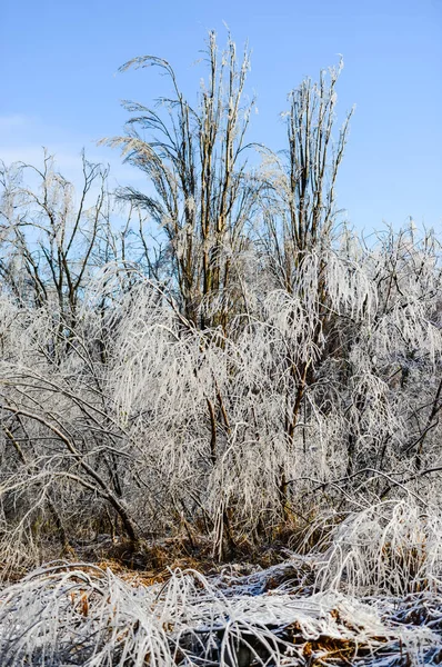 Зимові Гілки Дерев Покриті Морозами — стокове фото