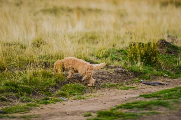 Beige Pudel Hund Leker Utomhus — Stockfoto