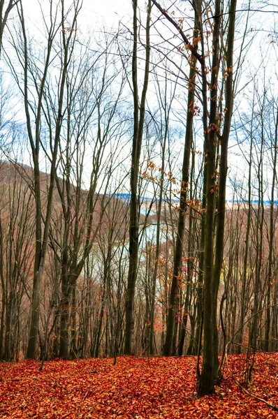 Bos Herfst Met Naakte Bomen Rode Bladeren Grond — Stockfoto