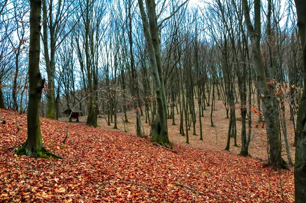 Skog Hösten Med Nakna Träd Och Röda Löv Marken — Stockfoto