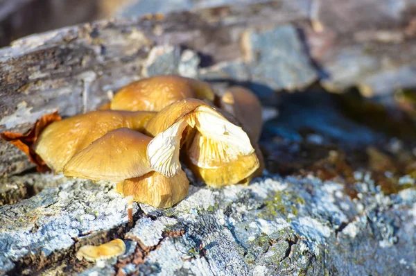 Close View Mushrooms Tree Bark — Stock Photo, Image