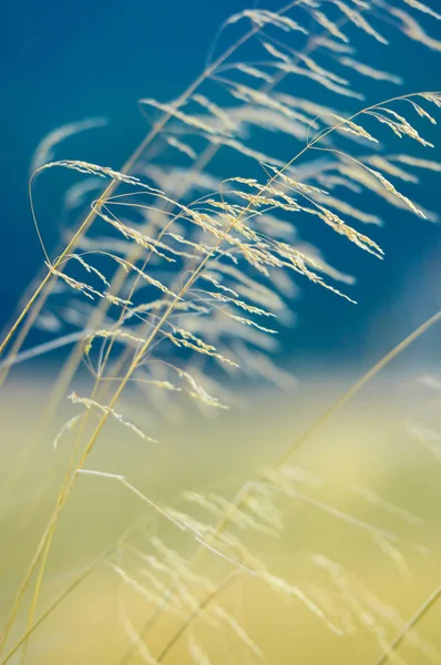 Herbs Plants Natural Blurred Background — Stock Photo, Image