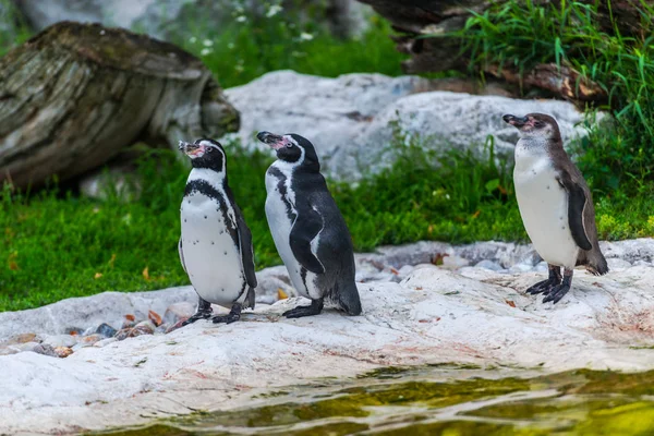 kayaların üzerinde duran penguen grubu
