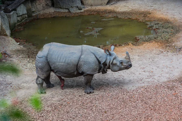 Rhino Small Pond Zoo — Stock Photo, Image