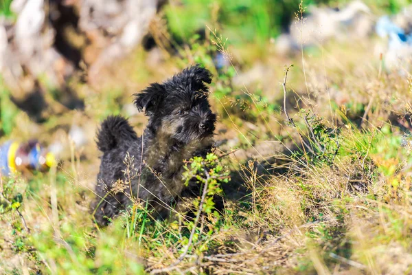可爱的黑色蓬松的小狗玩户外 — 图库照片