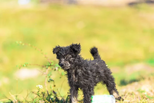 Schattige Zwarte Pluizige Puppy Spelen Buiten — Stockfoto