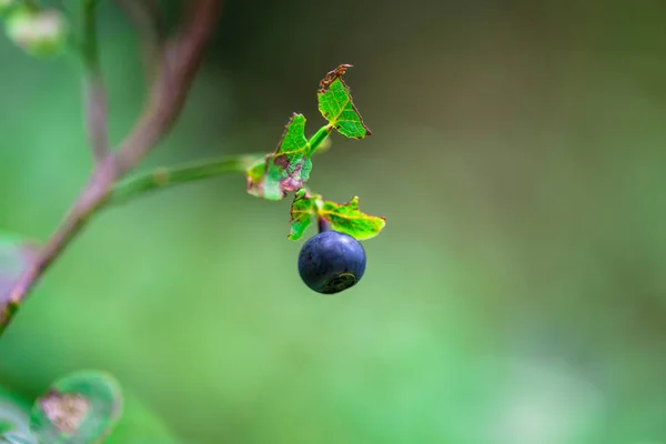 Bulanık Yeşil Arka Planda Yabani Berry Yakın Görünümü — Stok fotoğraf