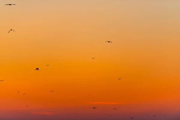 Birds Flying Sky Glowing Sunset Background — Stock Photo, Image