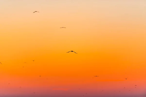 Birds Flying Sky Glowing Sunset Background — Stock Photo, Image