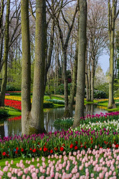 Giardino Con Alberi Fiori Tulipani Fiore Paesi Bassi — Foto Stock