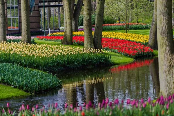 Garden Trees Blooming Tulips Flowers Netherlands — Stock Photo, Image