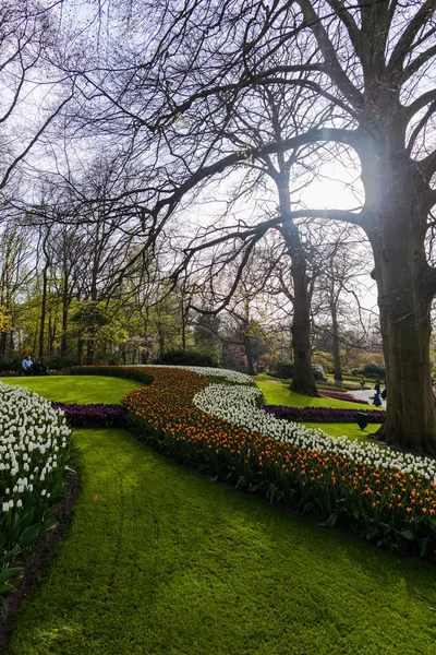 Jardín Con Árboles Flores Tulipanes Florecientes Países Bajos — Foto de Stock