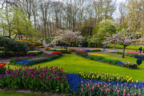 Jardim Com Árvores Flores Tulipas Florescentes Países Baixos — Fotografia de Stock