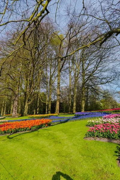 Jardín Con Árboles Flores Tulipanes Florecientes Países Bajos — Foto de Stock